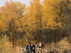 -金塔沙漠胡杨林景区