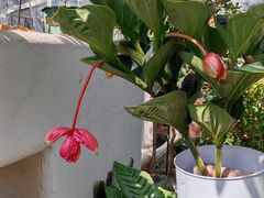 -上海辰山植物园