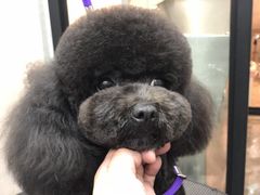 -PETKIT小佩宠物·低压洗护(国顺东路店)