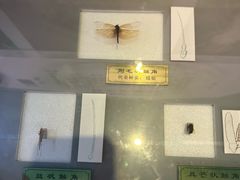 -上海昆虫博物馆