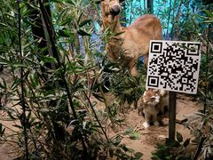 -黄海国家森林公园