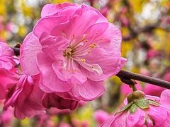 -海棠花溪(元大都城垣遗址公园)