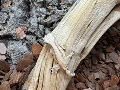 -酷以爬仙阁实体爬宠店·守宫·蜥蜴·专业繁育