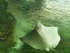 -悉尼海洋生物水族馆