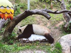 -广州长隆野生动物世界