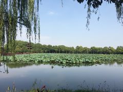 -荷塘月色湿地公园·向阳花洲