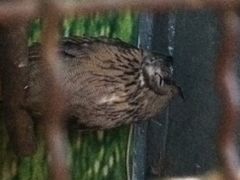 iphone_upload_pic-上海大自然野生昆虫馆