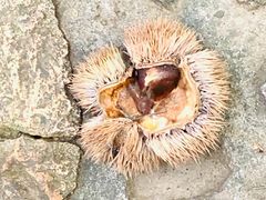 -上海佘山国家森林公园天马山园