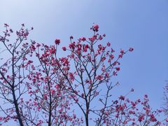 -东莞植物园