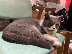 -猫色咖啡·猫咖