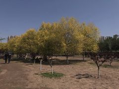 -永定河休闲森林公园