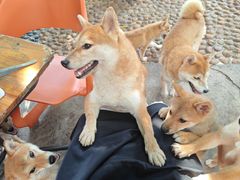 -柴犬高等学院·狗咖·柴犬售卖·宠物训练