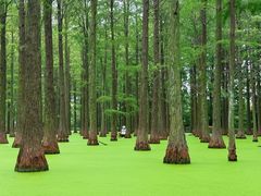 -渌洋湖湿地公园