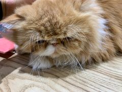 -藏猫猫咖啡主题馆(中央大道店)