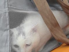 -艾贝尔宠物医院·宠保定点·超声绝育·免疫点(樱花路店)