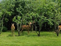 -银树楼(紫玉山庄东区店)