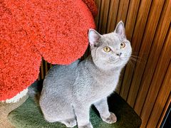 -猫大福·Fortune Cat猫舍(百子湾店)
