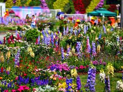 -深圳国际园林花卉博览园