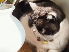 -海边的猫和咖啡馆