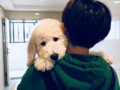 -小尾巴宠物店(万科·金域华庭店)