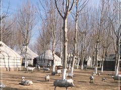 -九十九顶毡房(阜石路店)