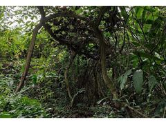 -广西壮族自治区药用植物园