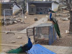 -丽泽山庄·生态怀柔菜·虹鳟鱼(红螺寺店)