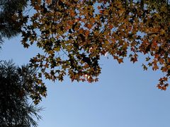 -天目山大树王景区