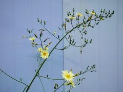 -午潮山国家森林公园