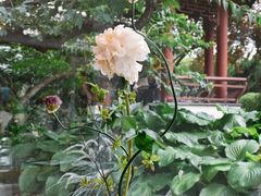 -九献私房菜(亮马河花园私宴店)