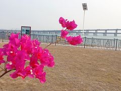 -集美学村