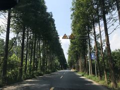 -桐乡凤凰湖