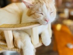 -蓝鲸·缅因猫舍
