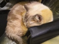 -猫色咖啡·猫咖