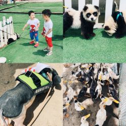 -上美四季动物农场