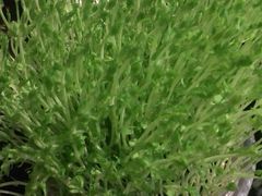 -洪氏嗨捞·广东猪肚鸡·椰子鸡火锅(西咸万象城店)
