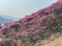 -新建村梅花