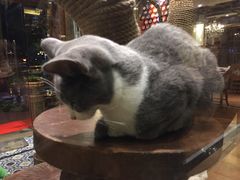 -more than meow吴止猫主题餐厅(承德 中船汇店)