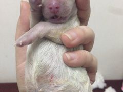 -中农大我爱我爱24h动物医院·中医针灸·猫专科·骨科医疗中心(双井店)