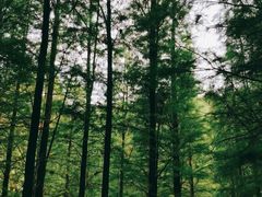 -广州市帽峰山景区