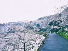 -四川农业大学(雅安校区)