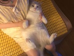 -Bastet sally猫舍购宠(静安店)
