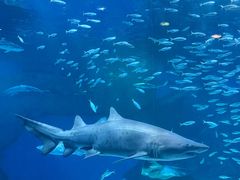 -海合安成都极地海洋公园