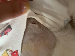 -纳吉亚猫专科动物医院·北北分院