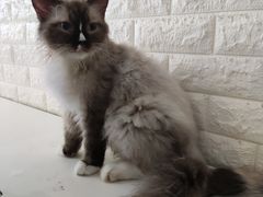 -平行世界·猫咖(首经贸店)
