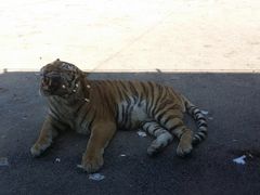 -大连森林动物园