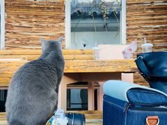 -喵屿·大理花园猫咖