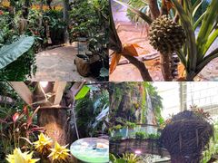 -正佳雨林生态植物园