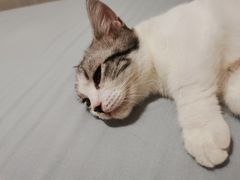-伟伟宠物医院·瑞派猫友好医院·猫科(光谷店)