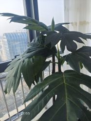 -HEYAN荷妍专业脱毛连锁机构